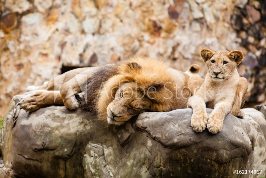Picture of Lion Panthera leo resting on top of a rock